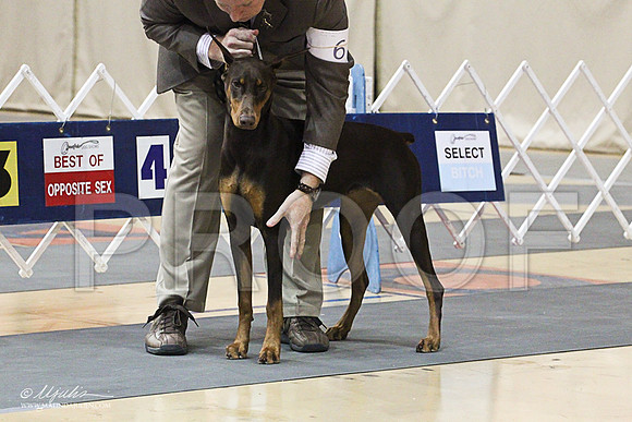 Dobe-0812