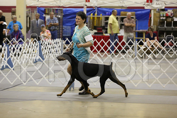 Dobe-7816-Amrllo13-HR