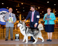 Alaskan Malamute #37 Wed BiSS Carbonell Juan & Armando Martinez Judge Mr Rodney R Merry