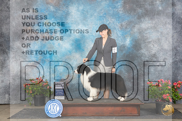 Border Collie #5 Sat G4 Polly (Mrs Robert) D Smith__JP_5574_San Antonio_2024_HR3