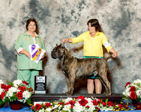 Cane Corso #25 Thurs Maj BOB Kleinpeter Lisa Kristin Vega Agent Jennifer Bell Judge Nikki Riggsbee