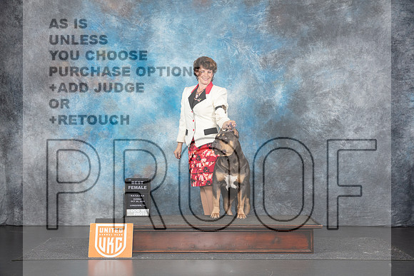 American Bully #192 Sun BF Judge Sandra Phillips__JP_1506_UKCLNGVIEWOCT2024_2024_HR3