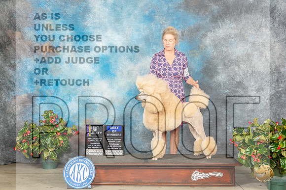 Poodle Std #10 Thur BOVBOW Judge Helene NietschMJP_7339_SA2023_HR3