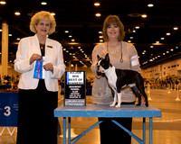 Boston Terrier #15 Sat BOW Maj Maxey Tara Judge Mrs Vicki L Abbott