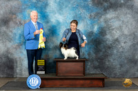 Papillon #10 Sun G3 Judge Steve Keating