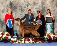 Irish Setter #25 Sun G1 Foote Bruce and Mary Sandra Nordstrom Judge Carol Tobin Murray
