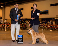 Airedale Terrier #7 Sun BOW Leibensberger Deborah & Pamela Macomber Judge Mr Joao Machado
