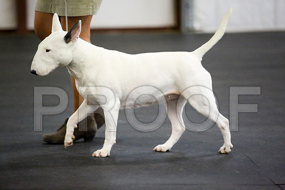 _JJ_3702-BullTerrierAzleApr2016-HR3