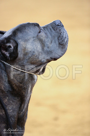 Cane-5261-IABCAFWSPT13-HR