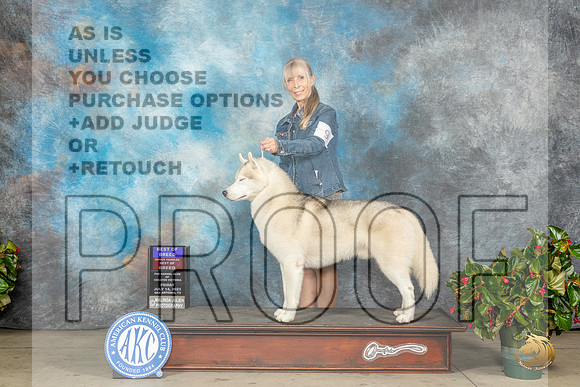Siberian Husky #9 Fri BOB Judge Lee WhittierMJP_8343_SA2023_HR3