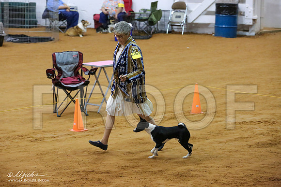 Basenji-7142-IABCAFWSPT13-HR