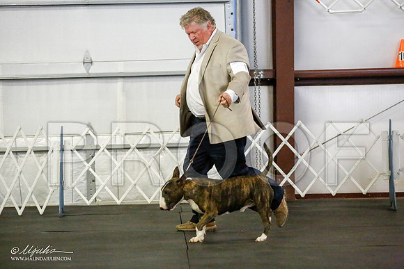 _JJ_2723-BullTerrierAzilApr2016-HR3