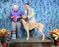 Rhodesian Ridgeback #24818 Sun G2 Humberto Hernandez  IABCA FW Sep 2013