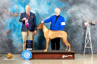 Rhodesian Ridgeback #7 Sat WDBOW Judge Eric Liebes