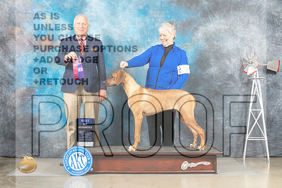 Rhodesian Ridgeback #7 Sat WDBOW Judge Eric Liebes_MJ_4368_Amarillo_2022_HR3