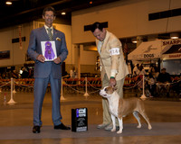 American Staffordshire Terrier #6 Sun WB Maj Otero German Fraud Judge Mr Duff M Harris