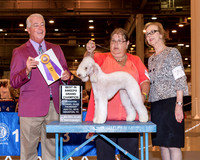 Bedlington Terrier #10 Thrs Maj GC Heyman Lucy A & Paul Pruitt Judge Dr Steve Keating