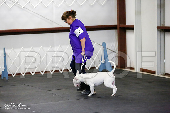 _JJ_3193-BullTerrierAzilApr2016-HR3