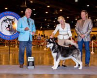 Alaskam Malamute #22 Wed SB Edwards Diana E and Mike Lauidsen Judge Steve Keating