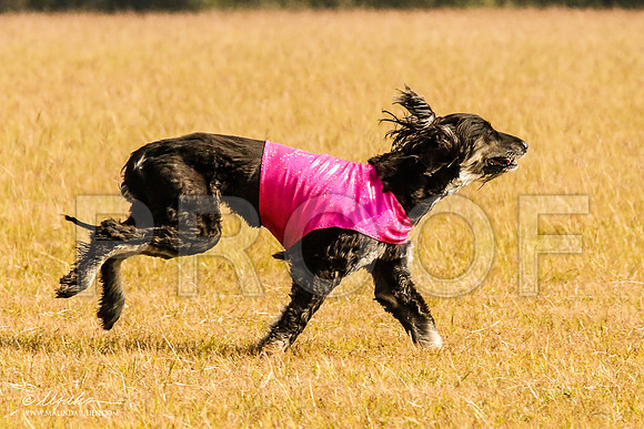 _MJ_4573-AfgBeltonOct2014-HR3