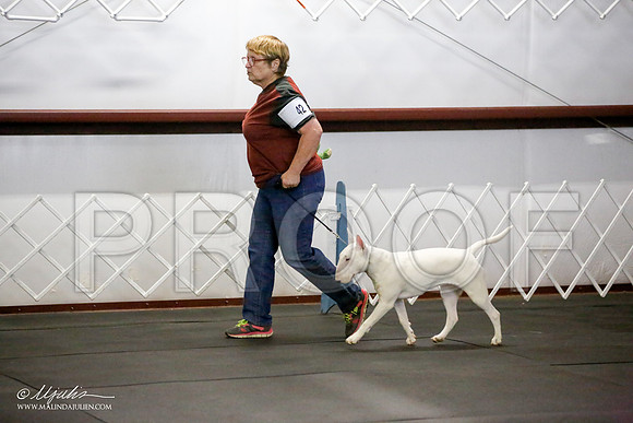 _JJ_2405-BullTerrierAzilApr2016-HR3