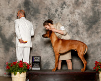 Rhodesian Ridgeback #25 Sat Maj BOB Chastain Shawna and Ashli Warren Judge Kenneth Levison