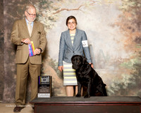 Labrador Retriever #5 Sun BOB Herr Kendall and Faith Hydman Judge Jeffrey Pepper