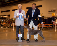 German Shorthaired Pointer #18 Wed Maj WB Miranda Osvaldo & Lise Cere