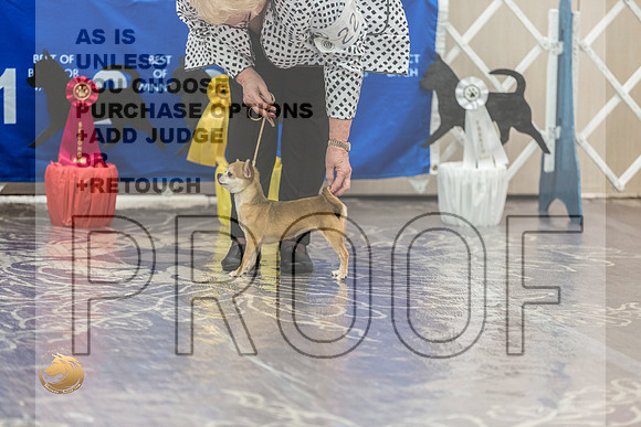 Chihuahua Smooth #22 FriJJL_3735_HstnTOY_2022_HR3