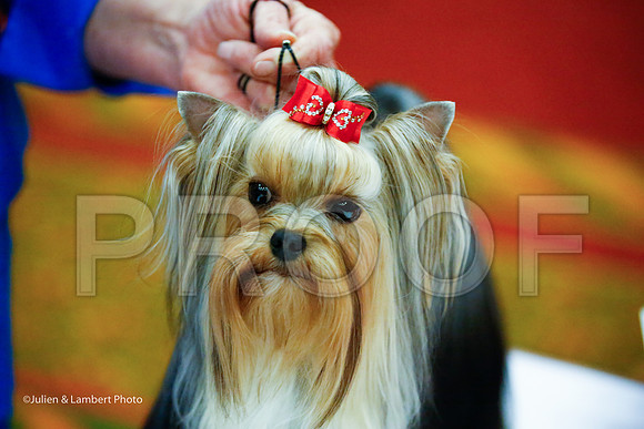 _JJ_8355-YorkieNatJul2016-HR