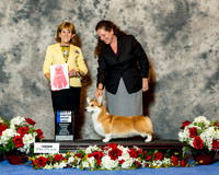 Pembroke Welsh Corgi #8 Sat BBE G1 Jaime Bragg Judge Sherri Hurst