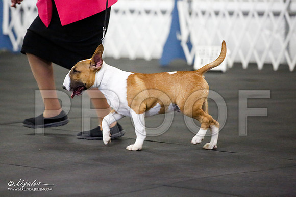 _JJ_2159-BullTerrierAzilApr2016-HR3
