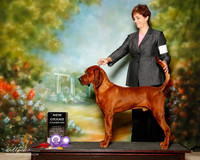 Redbone Coonhound Sun NGC Denise Dang