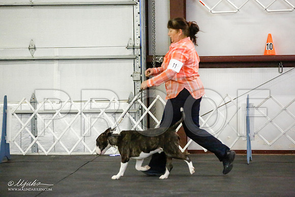 _JJ_3969-BullTerrierAzilApr2016-HR3