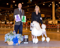 Poodle Standard #22 Wed WB Whitley Saundra and Elizabeth Brown Judge Larry Abbott