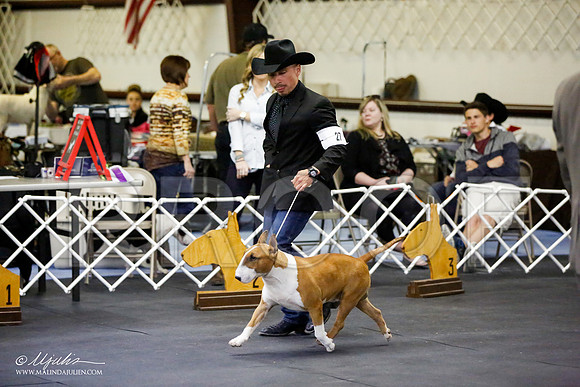 _JJ_3049-BullTerrierAzilApr2016-HR3