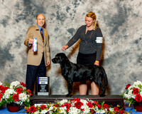 Labrador Retriever #5 Fri RWD Leonard Susan Judge Mr Larry C Abbott