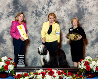 Tibetan Terrier #17 Thurs G3 Planche Dina and Mikki and Lois DeMers Agent Lois DeMers Judge Sari Brewster Tietjen