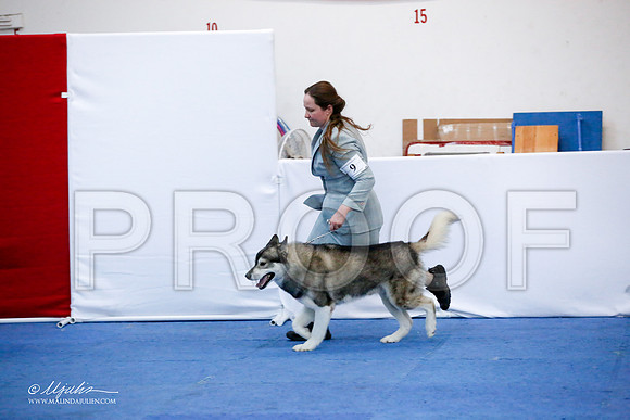 _JJ_0185-HuskySltyMar2016-HR3