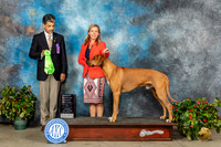 Rhodesian Ridgeback #21 Sun OHG2 Judge Dr Antonio Molina