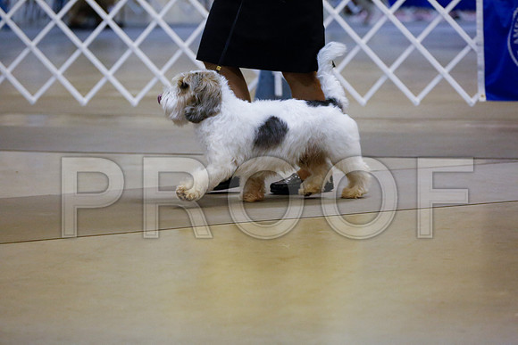 PBGV-2282-Amrllo13-HR