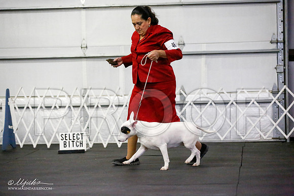 _JJ_1673-BullTerrierAzilApr2016-HR3