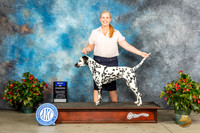 Dalmatian #8 Thur BOW Judge David Kirkland