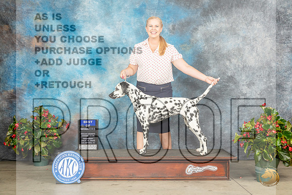 Dalmatian #8 Thur BOW Judge David KirklandMJP_6966_SA2023_HR3