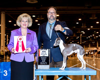 Italian Greyhound #29 Fri BOS Maj Keneda Rev T Scott Judge Mrs Vicki L Abbott