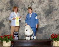 Poodle Miniature #8 Sat G3 Neal Joann Judge Grace Fritz