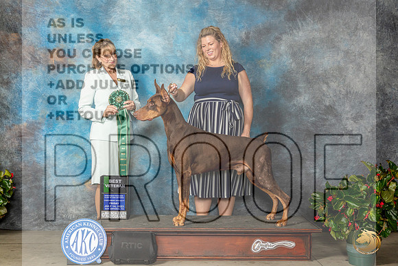 Doberman Pinscher #7 Fri BVet Judge Gena Box YoungMJP_7956_SA2023_HR3