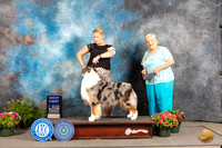Australian Shepherd #29 Fri G1 Judge Allen Odom