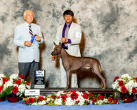 Xoloitzcuintli #9 Sun BOW Maj Burch Erin Judge Mr Norman L Patton