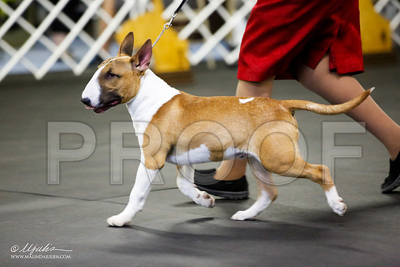 _JJ_0476-BullTerrierAzilApr2016-HR3